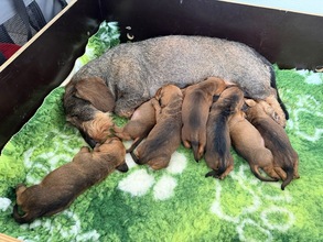 7 Ruhåret Gravhund til salg på købhund.dk