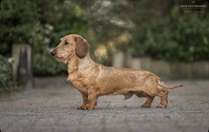 7 Ruhåret Gravhund til salg på købhund.dk