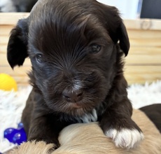 6 Bichon Havanais til salg på købhund.dk