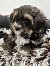 6 Bichon Havanais til salg på købhund.dk