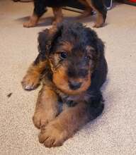 7 Airedale Terrier til salg på købhund.dk