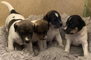 5 Dansk/Svensk Gårdhund til salg på købhund.dk