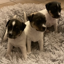 5 Dansk/Svensk Gårdhund til salg på købhund.dk