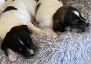 5 Dansk/Svensk Gårdhund til salg på købhund.dk