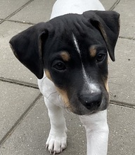 5 Dansk/Svensk Gårdhund til salg på købhund.dk