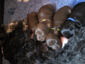 4 Bichon Havanais til salg på købhund.dk