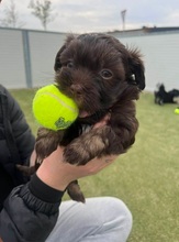 4 Bichon Havanais til salg på købhund.dk