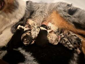 7 Australian Shepherd til salg på købhund.dk