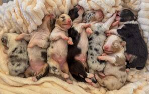 7 Australian Shepherd til salg på købhund.dk