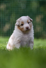 7 Australian Shepherd til salg på købhund.dk