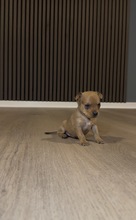 5 Russisk Toy, korthåret til salg på købhund.dk