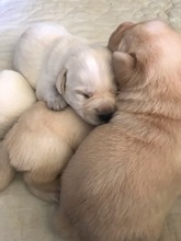 7 Labrador Retriever til salg på købhund.dk