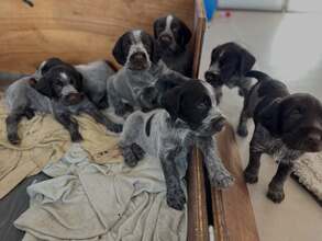 8 Ruhåret Hønsehund til salg på købhund.dk