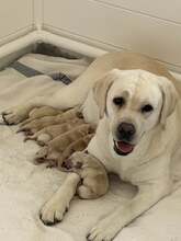 5 Labrador Retriever til salg på købhund.dk