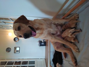 9 Labrador Retriever til salg på købhund.dk