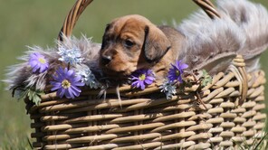 8 Ruhåret Gravhund til salg på købhund.dk