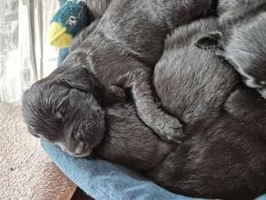 10 Flat Coated Retriever til salg på købhund.dk