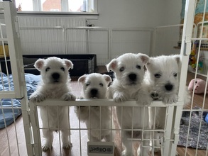 4 West Highland White Terrier til salg på købhund.dk