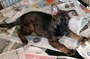 3 Schæferhund, stockhåret til salg på købhund.dk