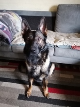 3 Schæferhund, stockhåret til salg på købhund.dk