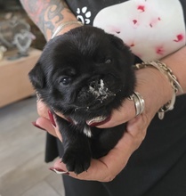 4 Mops til salg på købhund.dk