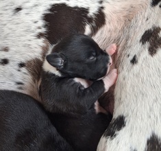 2 Grand Danois til salg på købhund.dk