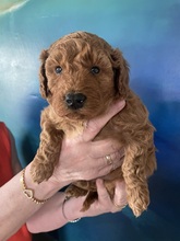 1 Pudel, dværg til salg på købhund.dk