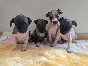 5 American Hairless Terrier til salg på købhund.dk