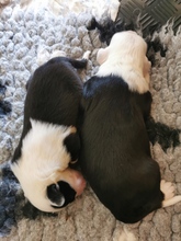 2 Old English Sheepdog til salg på købhund.dk