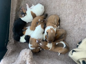 7 Collie til salg på købhund.dk