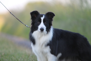 3 Border Collie til salg på købhund.dk