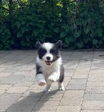 3 Border Collie til salg på købhund.dk