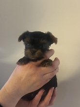 5 Yorkshire Terrier til salg på købhund.dk