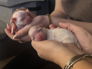 2 Malteser til salg på købhund.dk