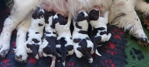 5 Engelsk Springer Spaniel til salg på købhund.dk