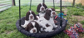5 Engelsk Springer Spaniel til salg på købhund.dk