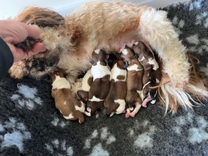 6 Shih Tzu til salg på købhund.dk