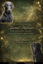 5 Flat Coated Retriever til salg på købhund.dk