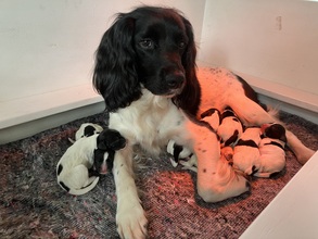 8 Engelsk springer spaniel-ft til salg på købhund.dk