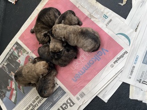 6 Cairn Terrier til salg på købhund.dk