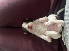 4 Bichon Havanais til salg på købhund.dk