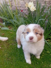 7 Australian Shepherd til salg på købhund.dk