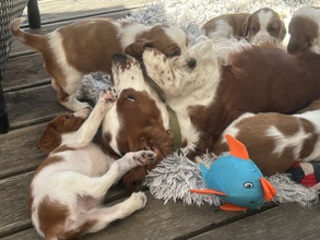 7 Welsh Springer Spaniel til salg på købhund.dk