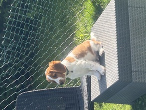 7 Welsh Springer Spaniel til salg på købhund.dk