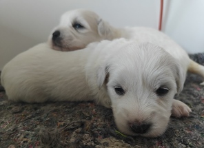 4 Coton de Tulear til salg på købhund.dk