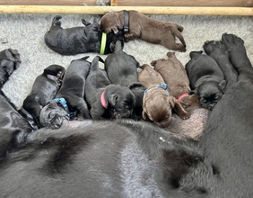 9 Labrador Retriever til salg på købhund.dk