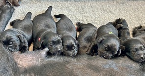 9 Labrador Retriever til salg på købhund.dk