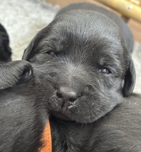 9 Labrador Retriever til salg på købhund.dk