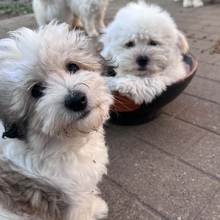 1 Coton de Tulear til salg på købhund.dk