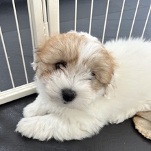 4 Coton de Tulear til salg på købhund.dk
